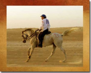 Dubai Saddles